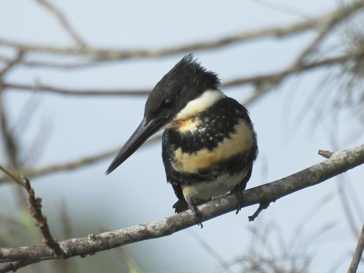 Green Kingfisher - ML638968470