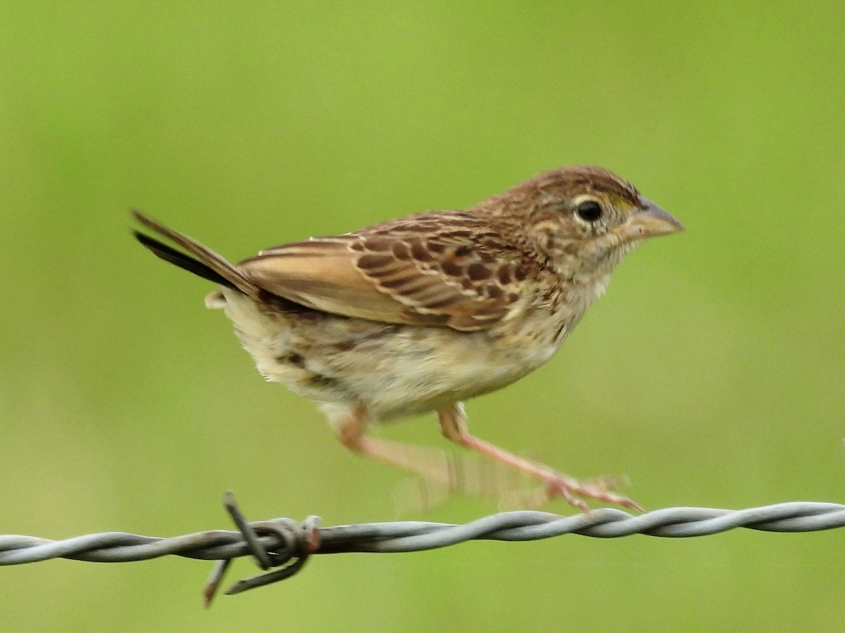 Grassland Sparrow - ML638968533