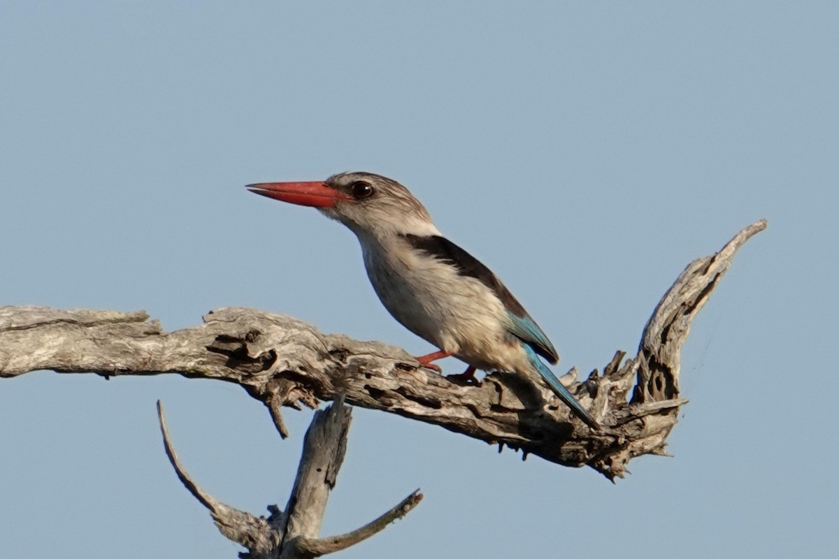 Brown-hooded Kingfisher - ML638968534