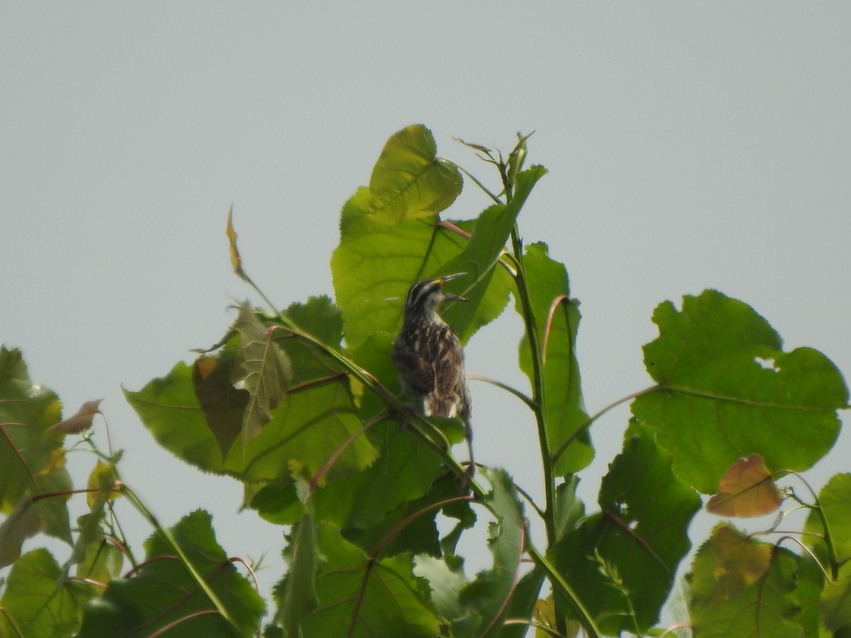 Eastern Meadowlark - ML638968557