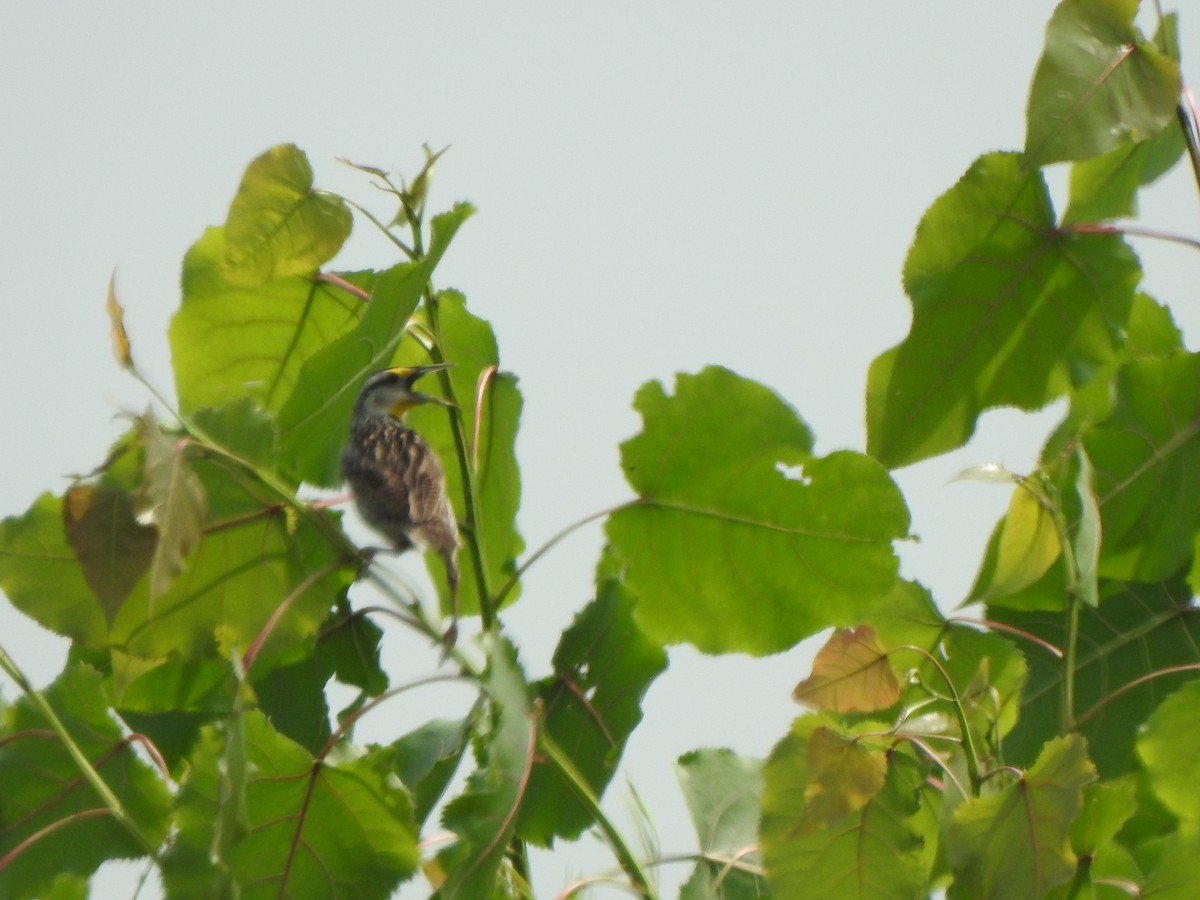 Eastern Meadowlark - ML638968558