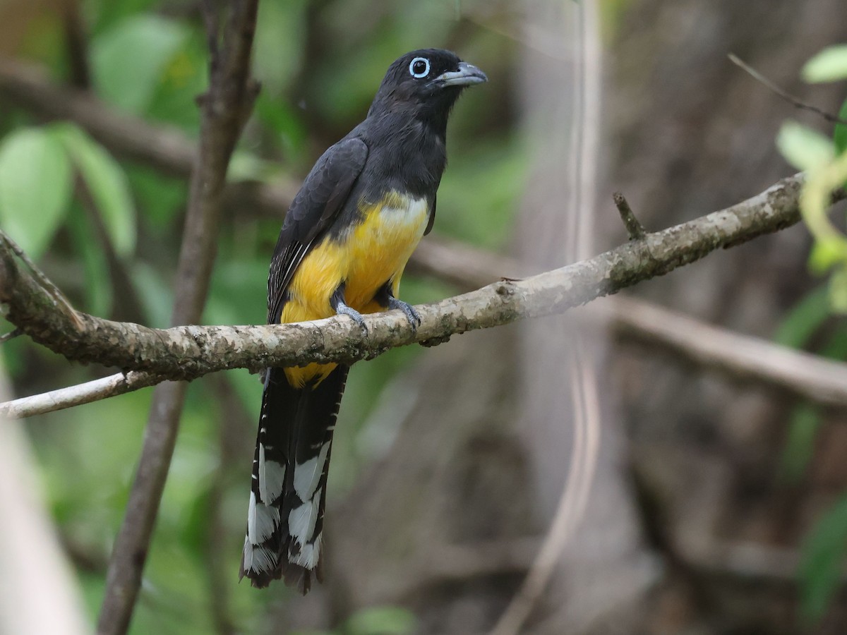 Black-headed Trogon - ML638968582