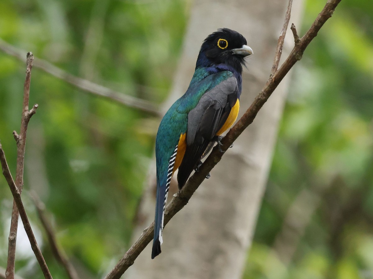 Gartered Violaceous Trogon - ML638968588