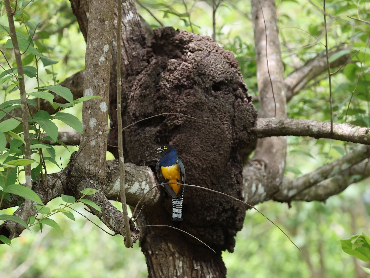 Gartered Violaceous Trogon - ML638968589