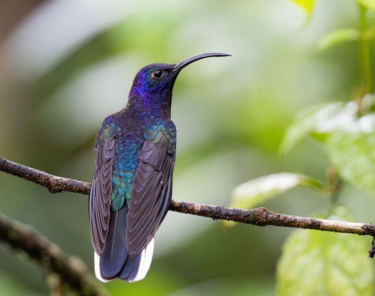 Violet Sabrewing - ML638968592