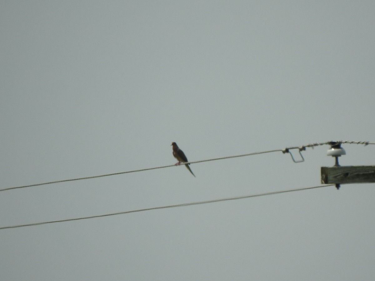 Mourning Dove - ML638968630