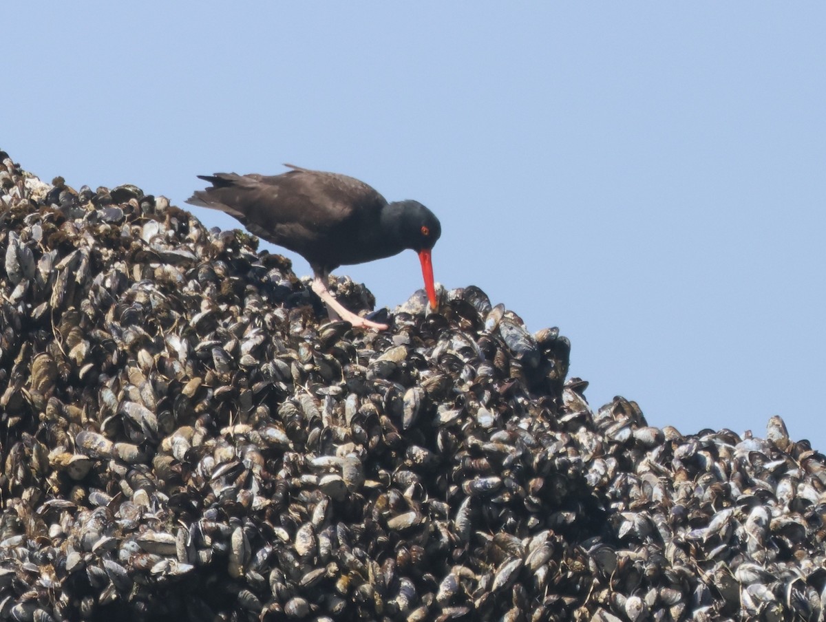 Black Oystercatcher - ML638968699