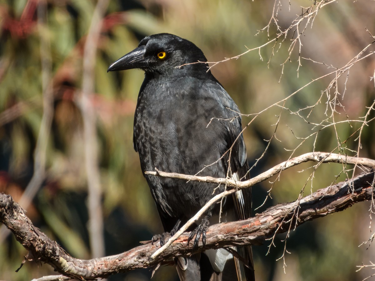 Pied Currawong - ML638968707