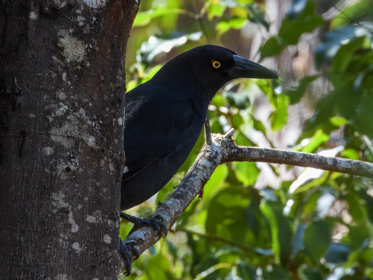 Pied Currawong - ML638968726