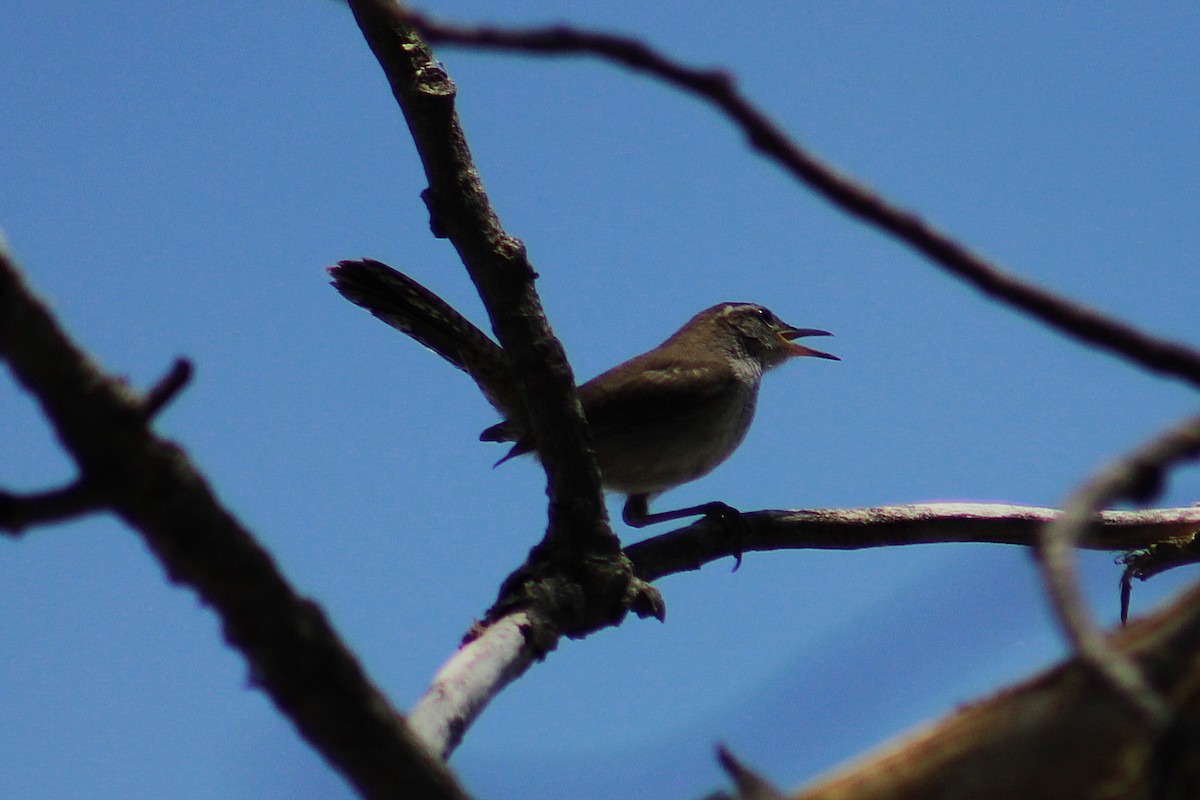 Bewick's Wren - ML638968746