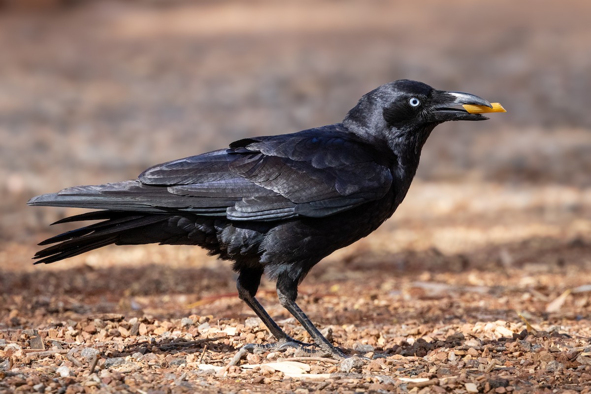 Torresian Crow - ML638968791