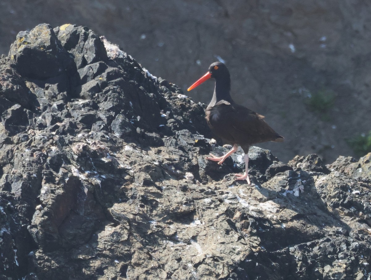 Black Oystercatcher - ML638968792