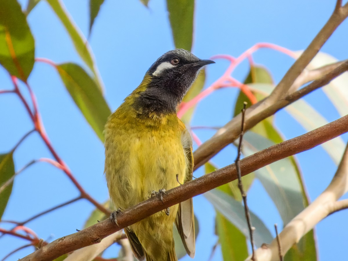 White-eared Honeyeater - ML638968793
