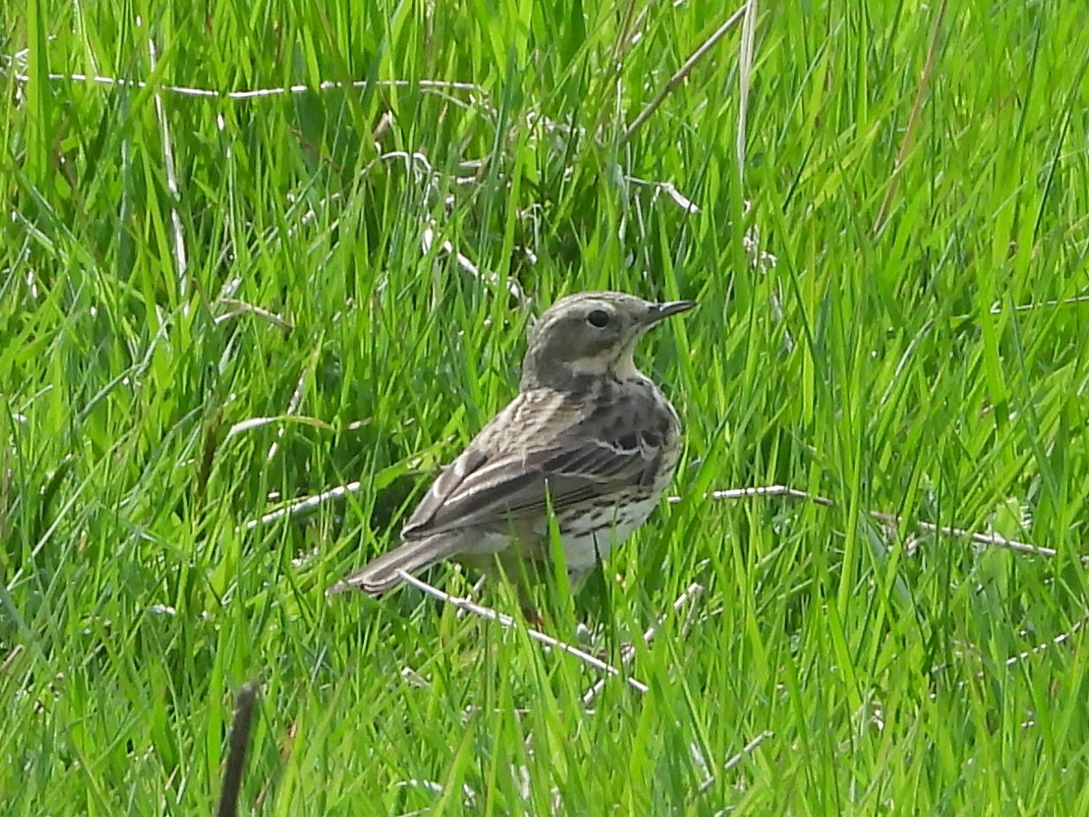 Meadow Pipit - ML638968852