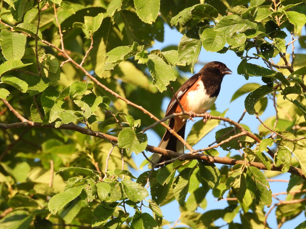 Eastern Towhee - ML638968882