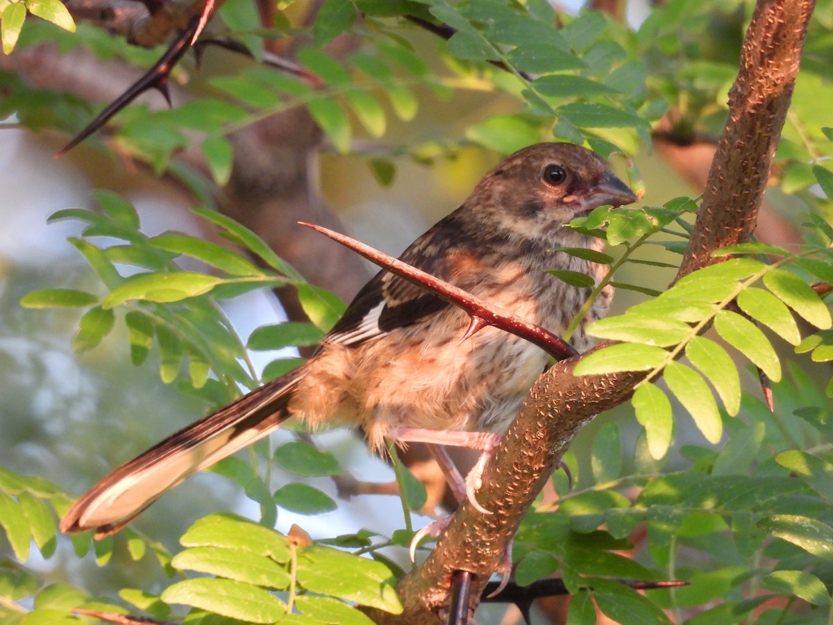 Eastern Towhee - ML638968891