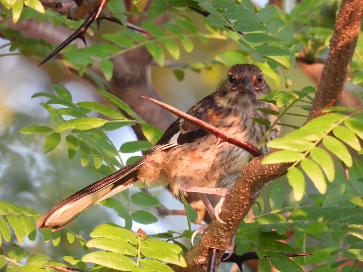 Eastern Towhee - ML638968896