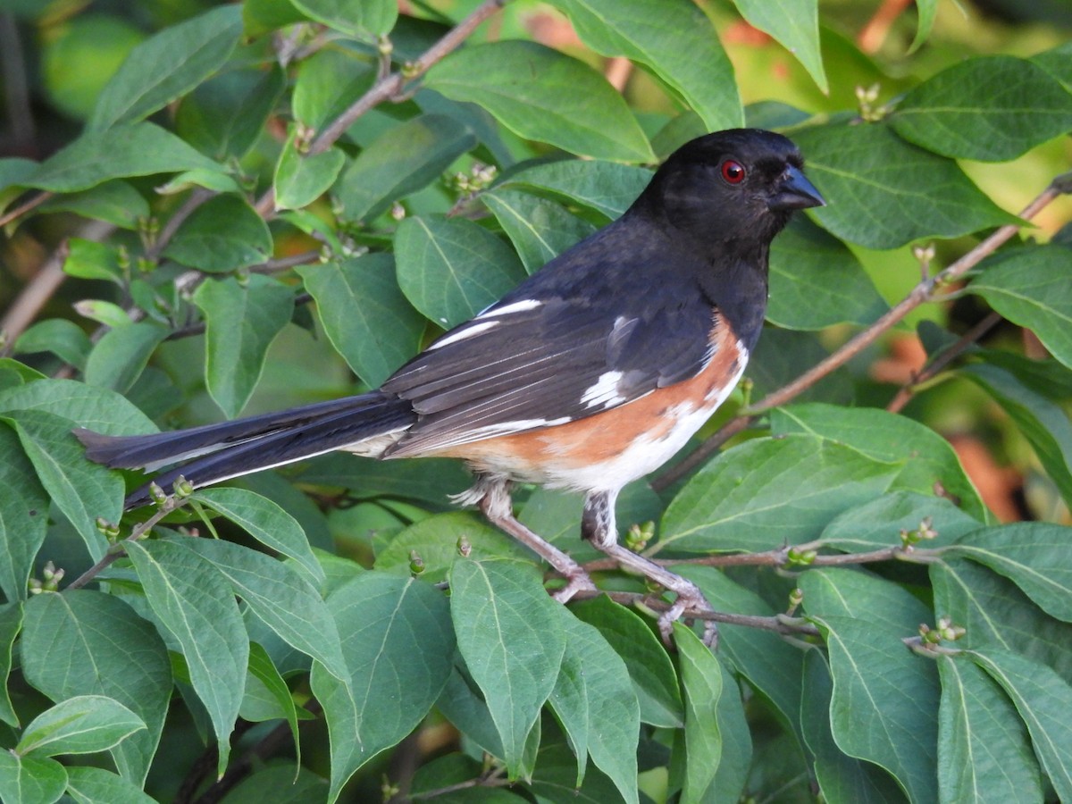 Eastern Towhee - ML638968897