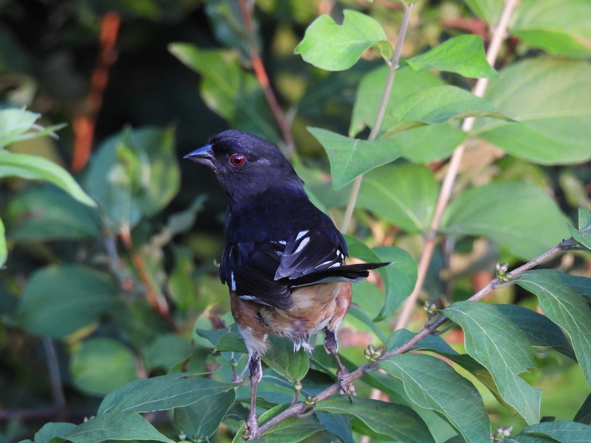 Eastern Towhee - ML638968908