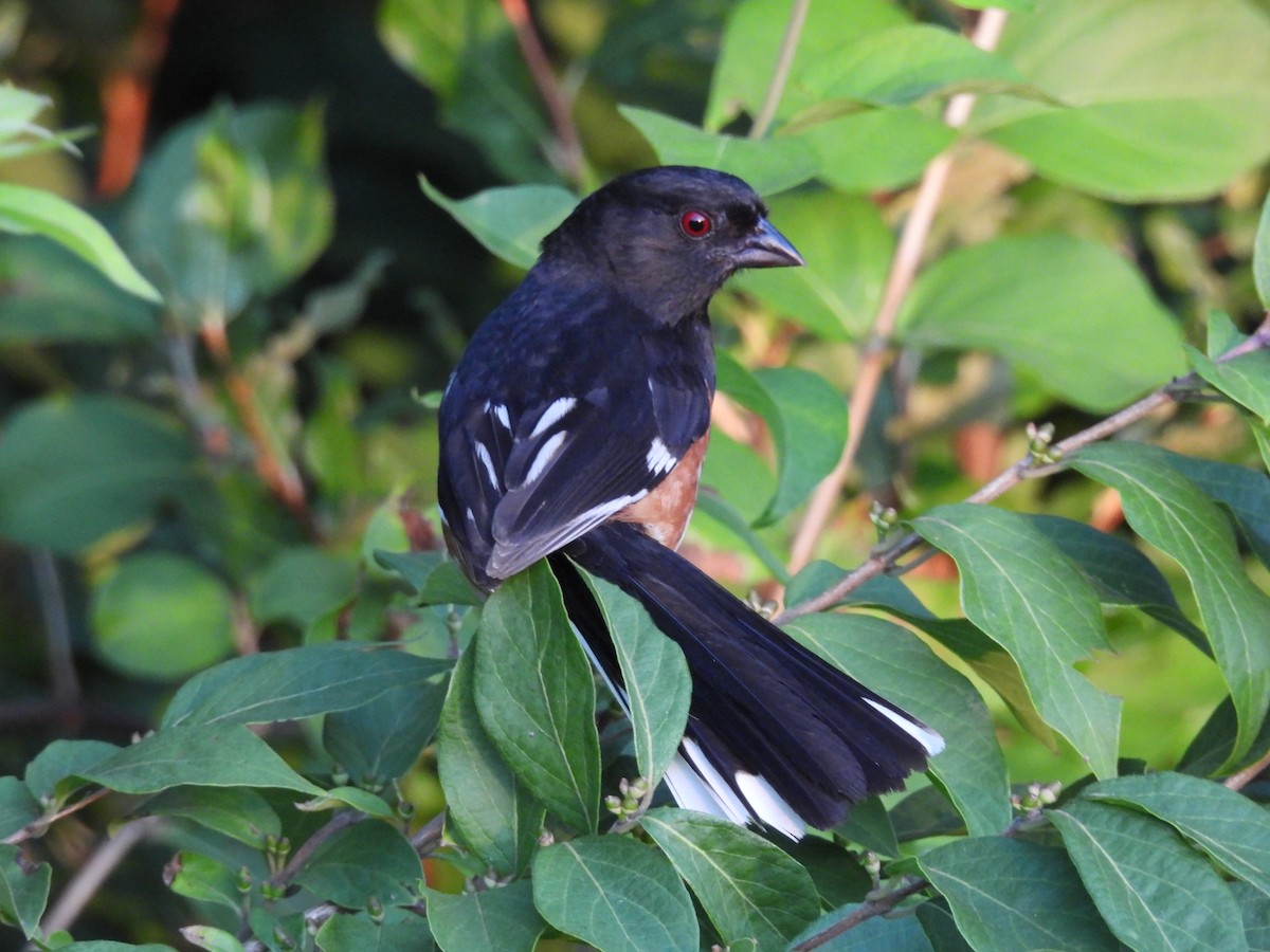 Eastern Towhee - ML638968909