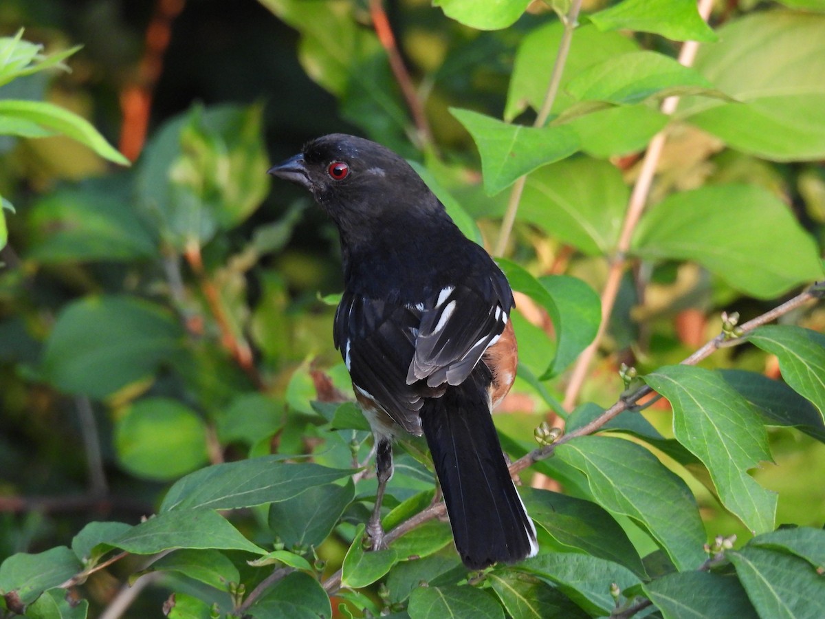 Eastern Towhee - ML638968910