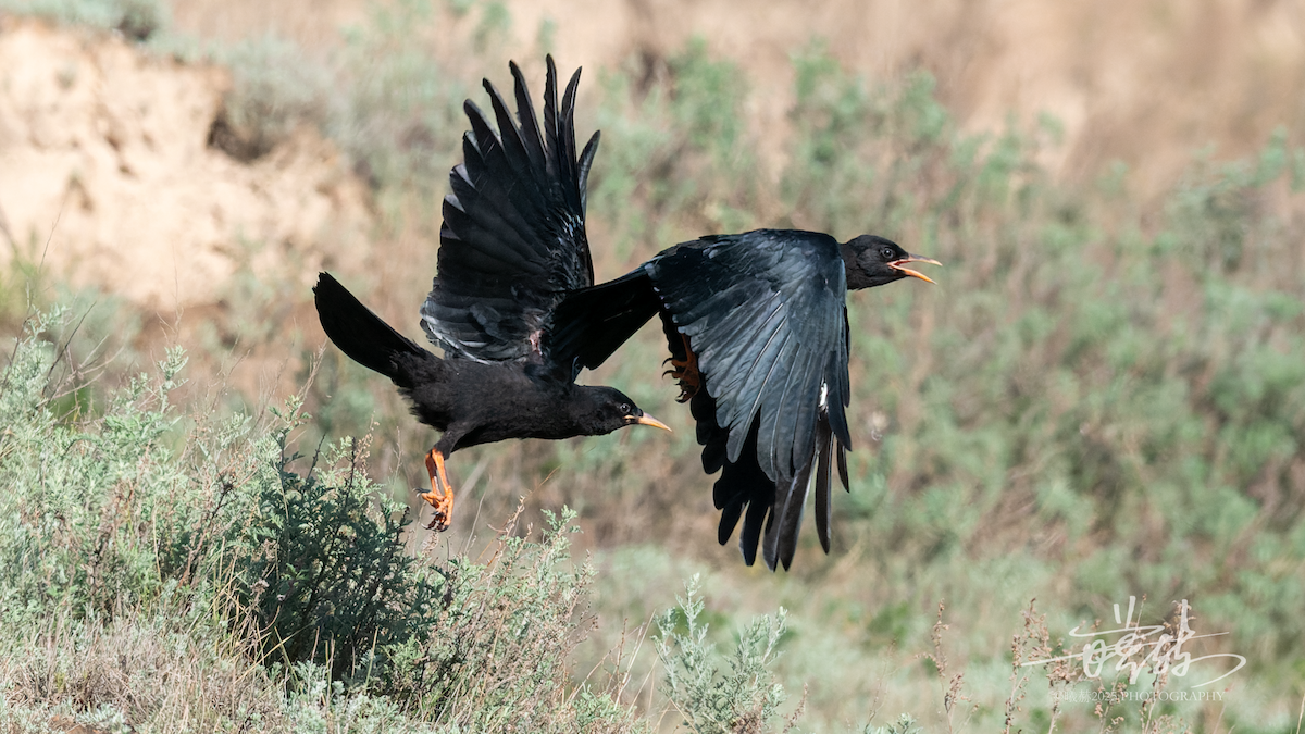 Red-billed Chough - ML638968912