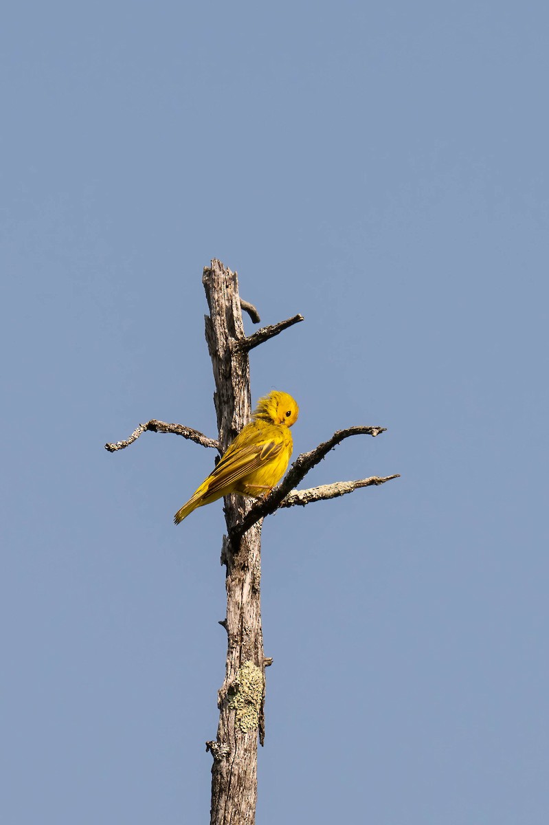 Northern Yellow Warbler - ML638968941