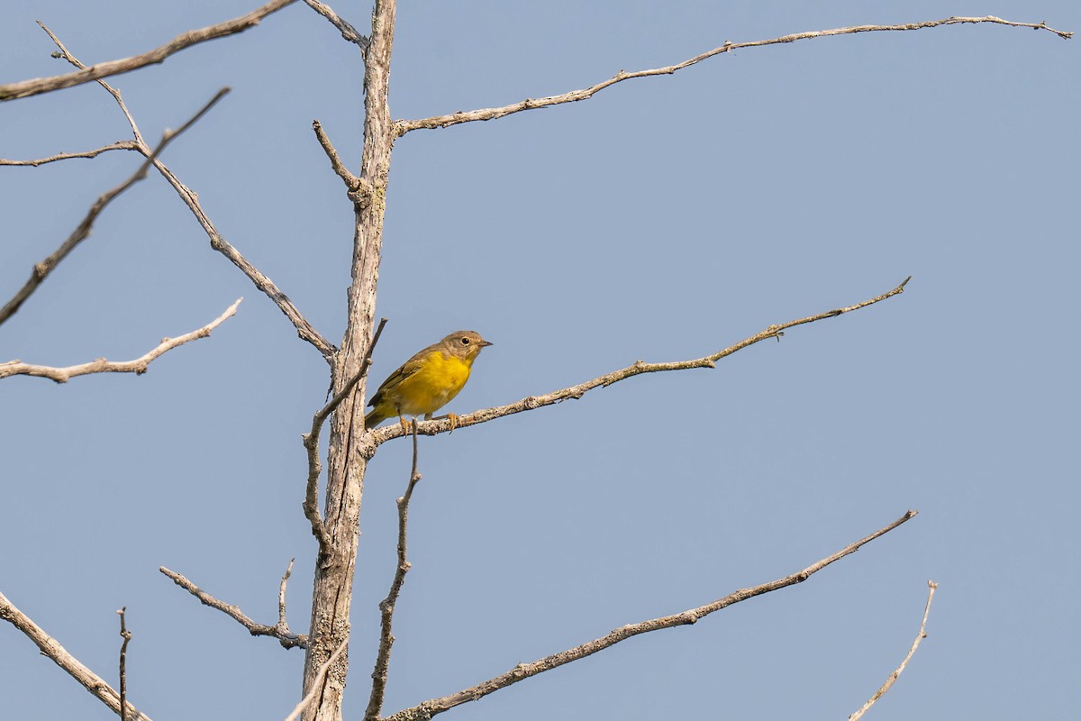 Rubinfleck-Waldsänger - ML638968946