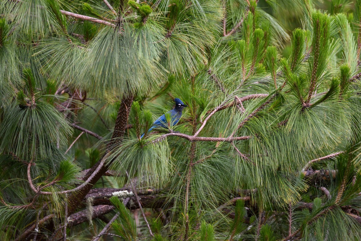 Steller's Jay (Middle American) - ML638968960