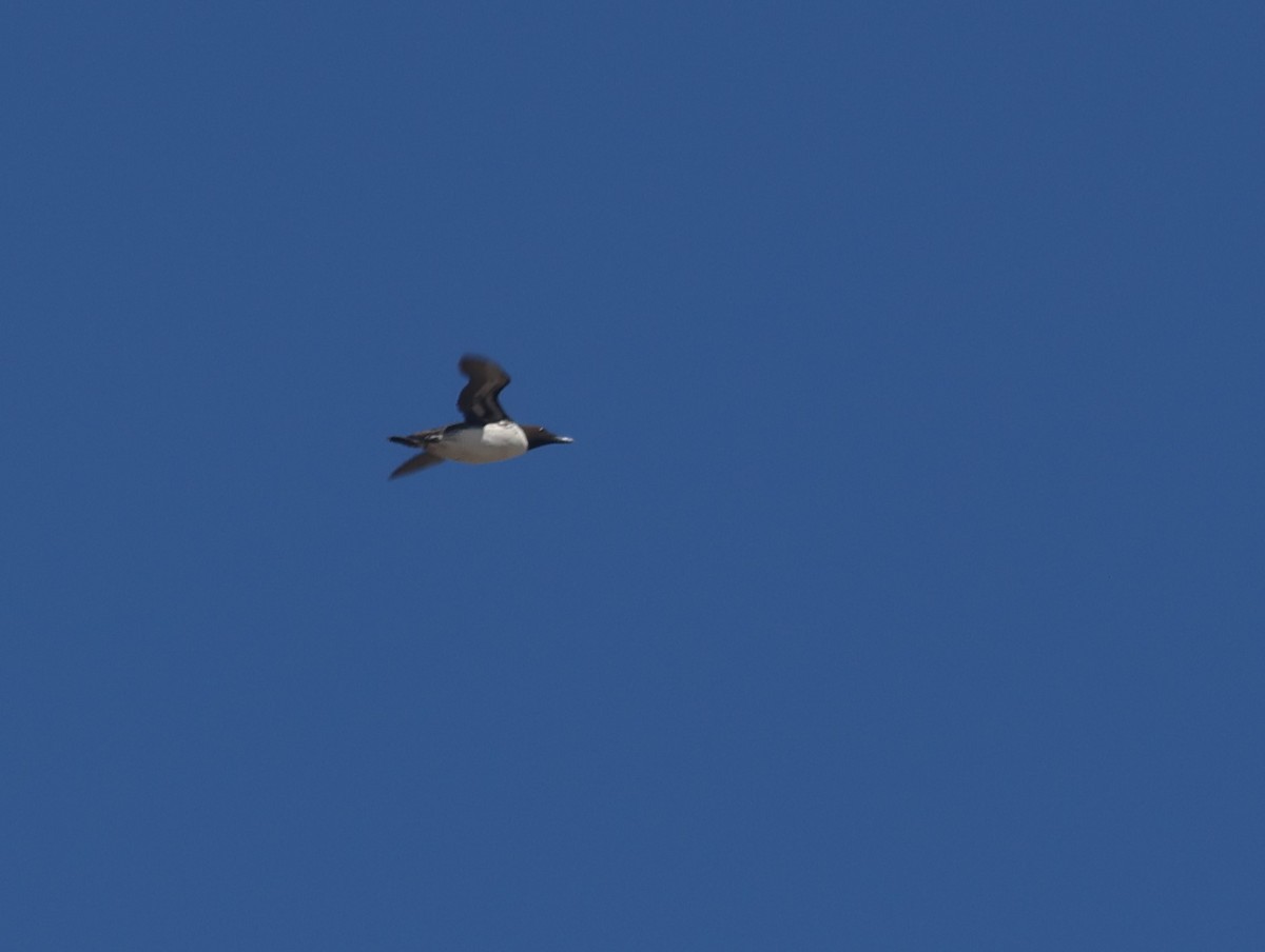 Common Murre - ML638969024