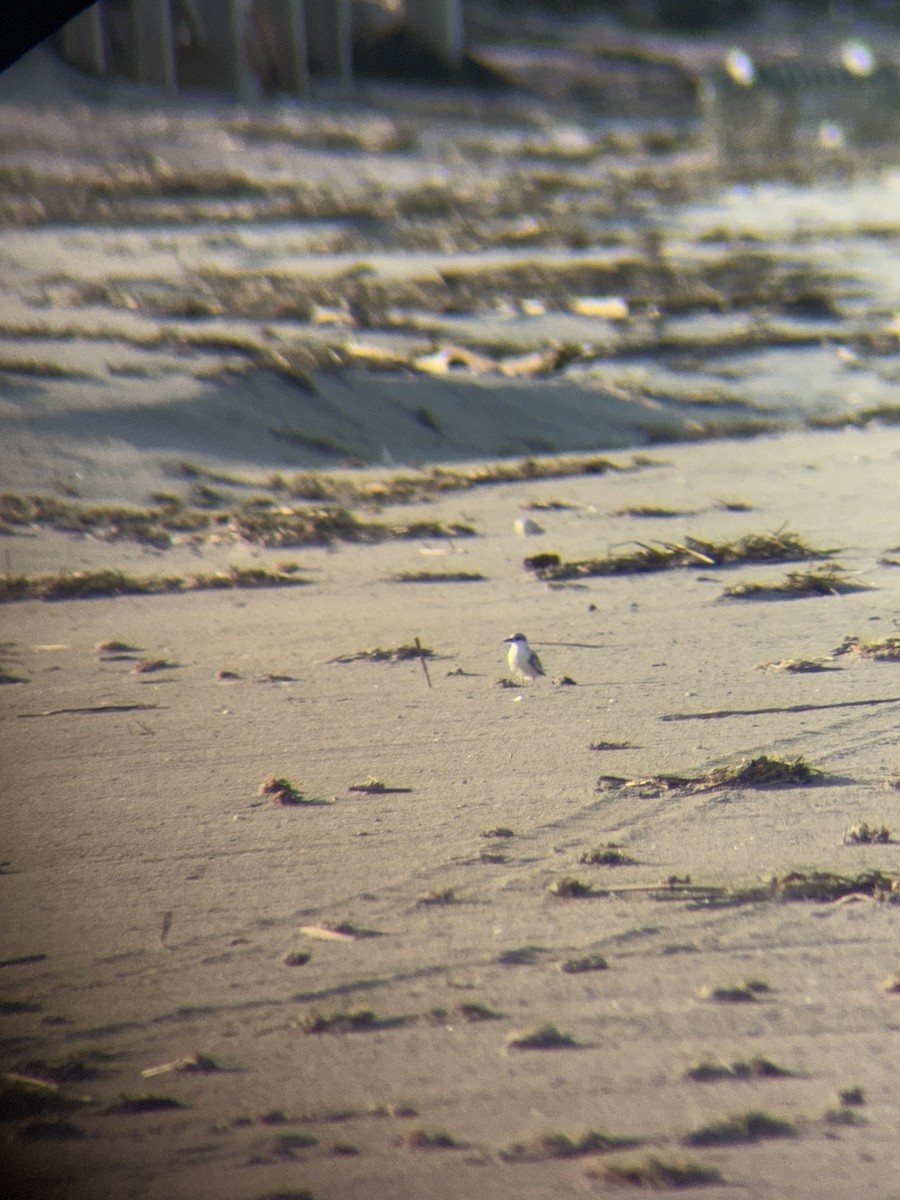 Least Tern - ML638969045