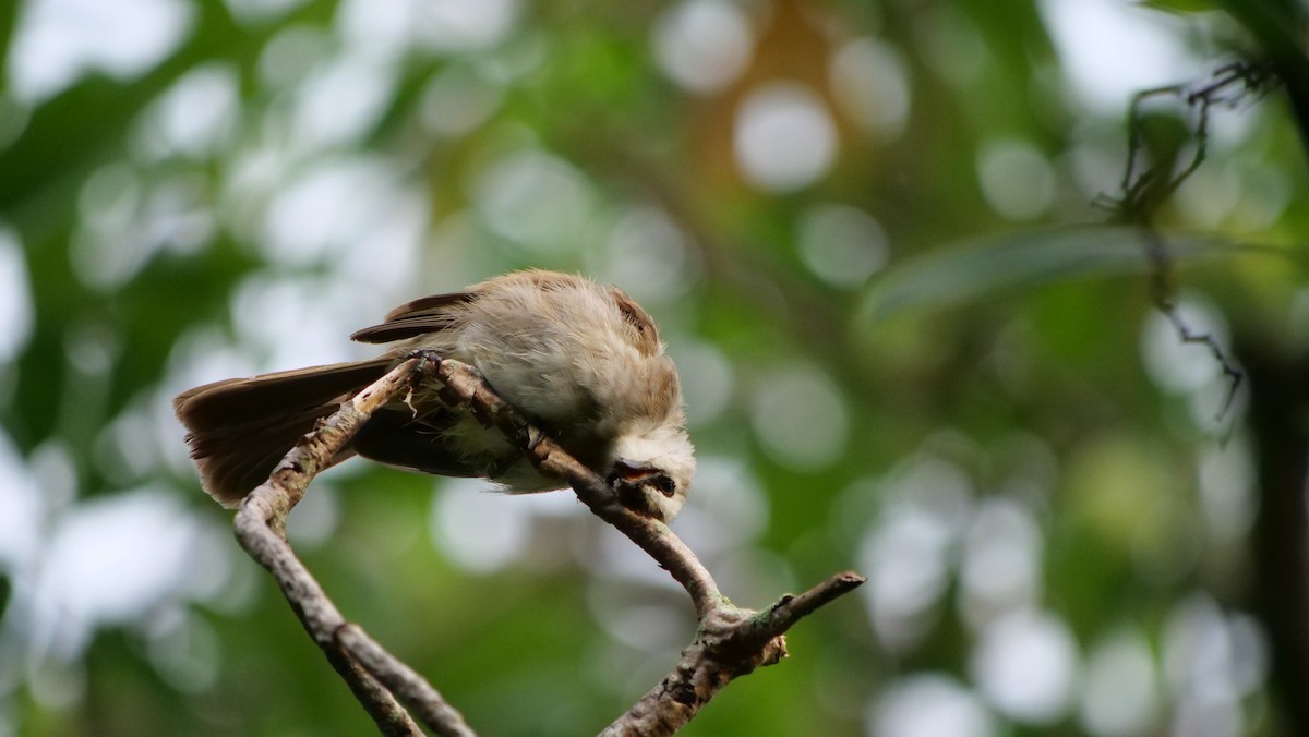 Yellow-vented Bulbul - ML638969047