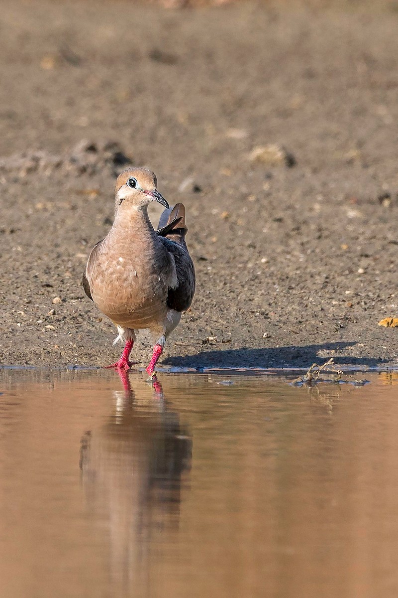 Mourning Dove - ML638969057