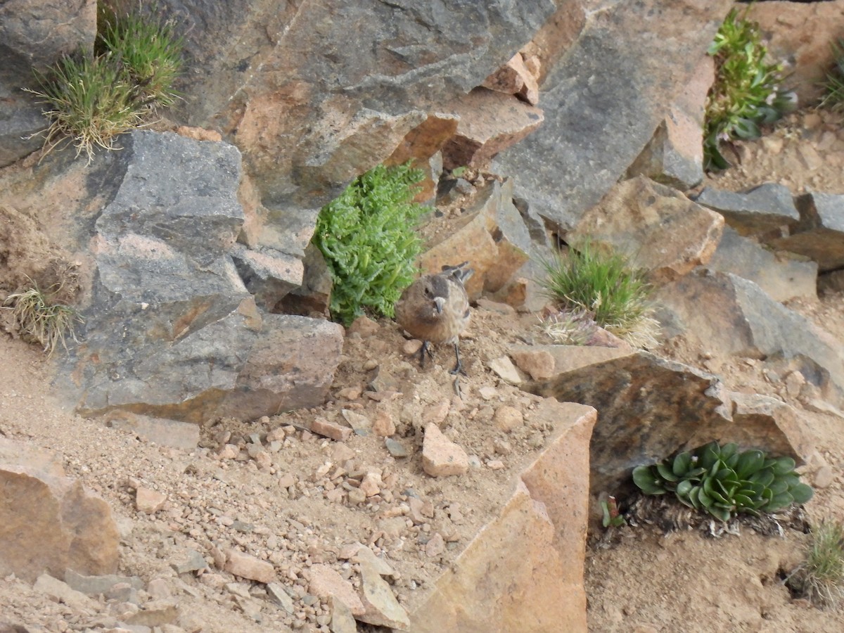 Brown-capped Rosy-Finch - ML638969072