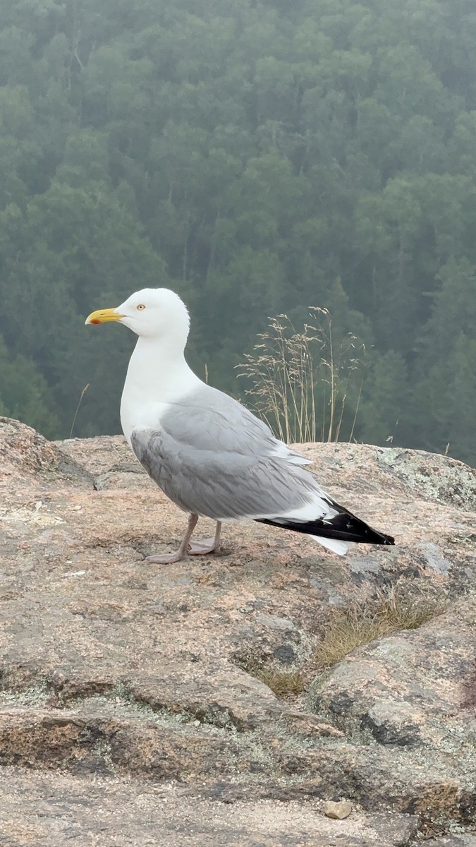 American Herring Gull - ML638969074