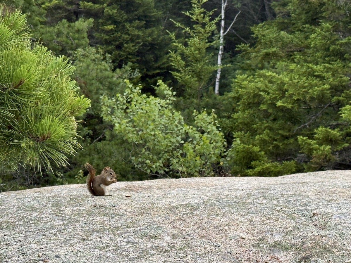 American Red Squirrel - ML638969081