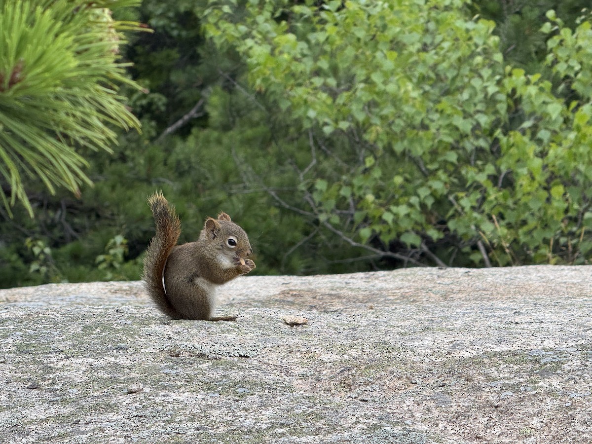 American Red Squirrel - ML638969082
