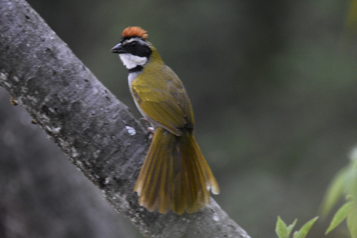 Collared Towhee - ML638969101