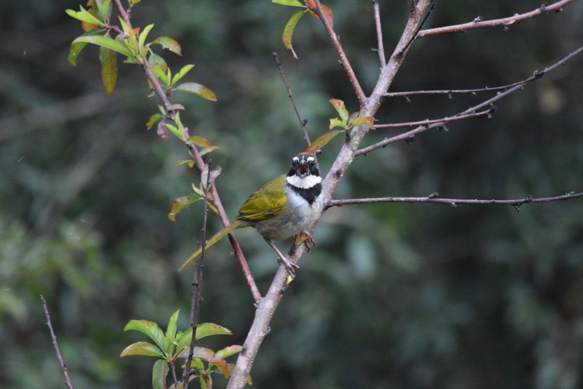 Collared Towhee - ML638969102