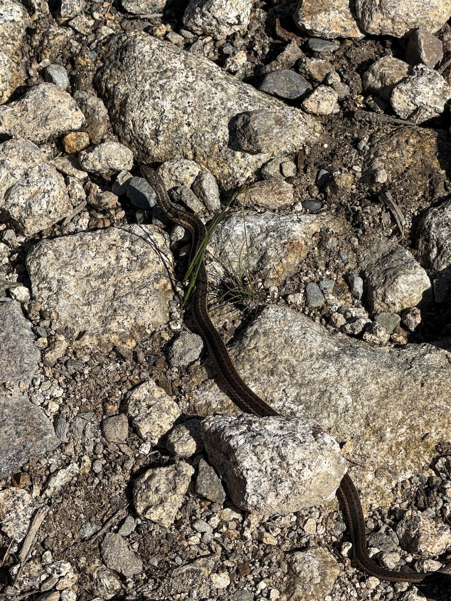 Eastern Garter Snake - ML638969144