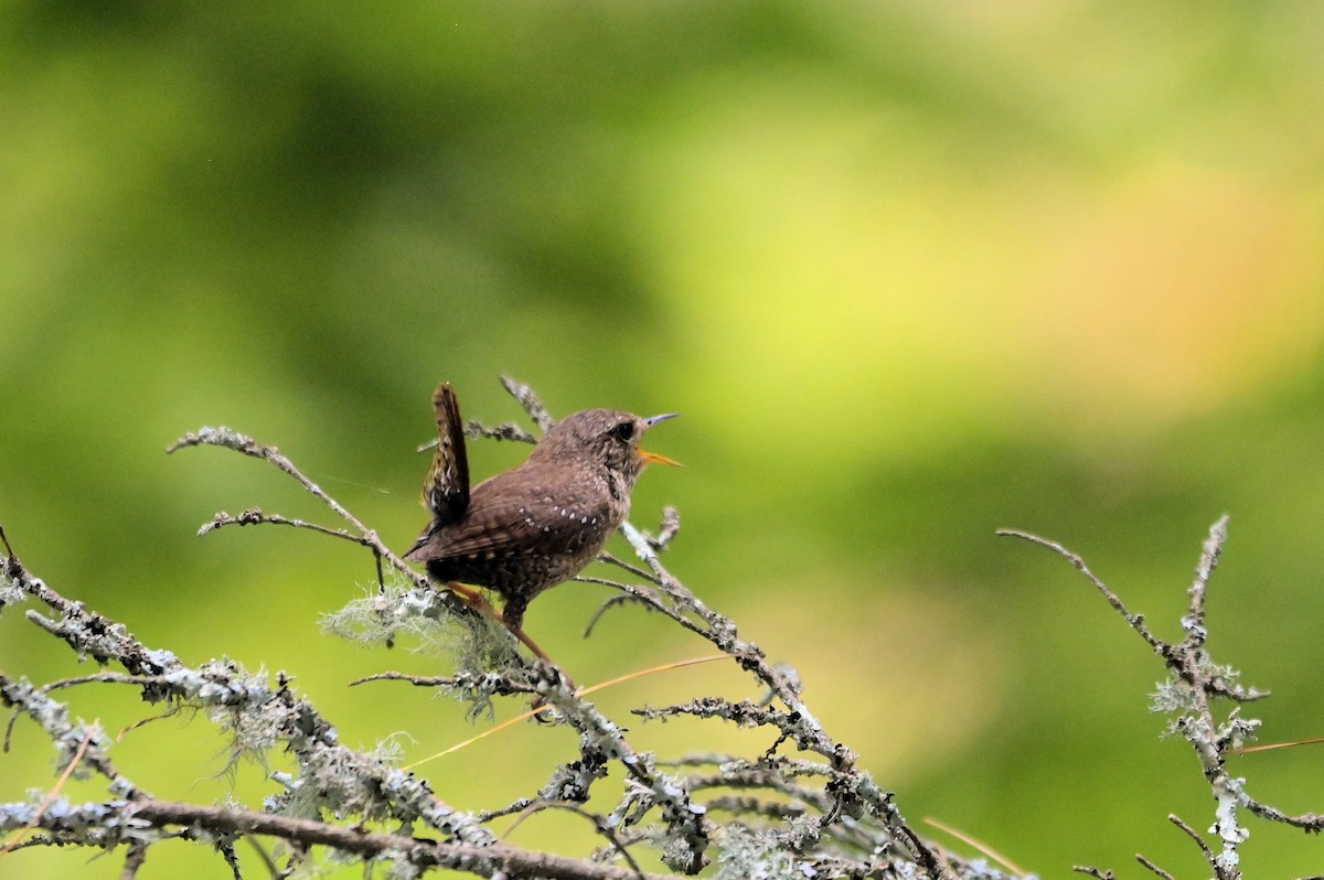 Winter Wren - ML638969153
