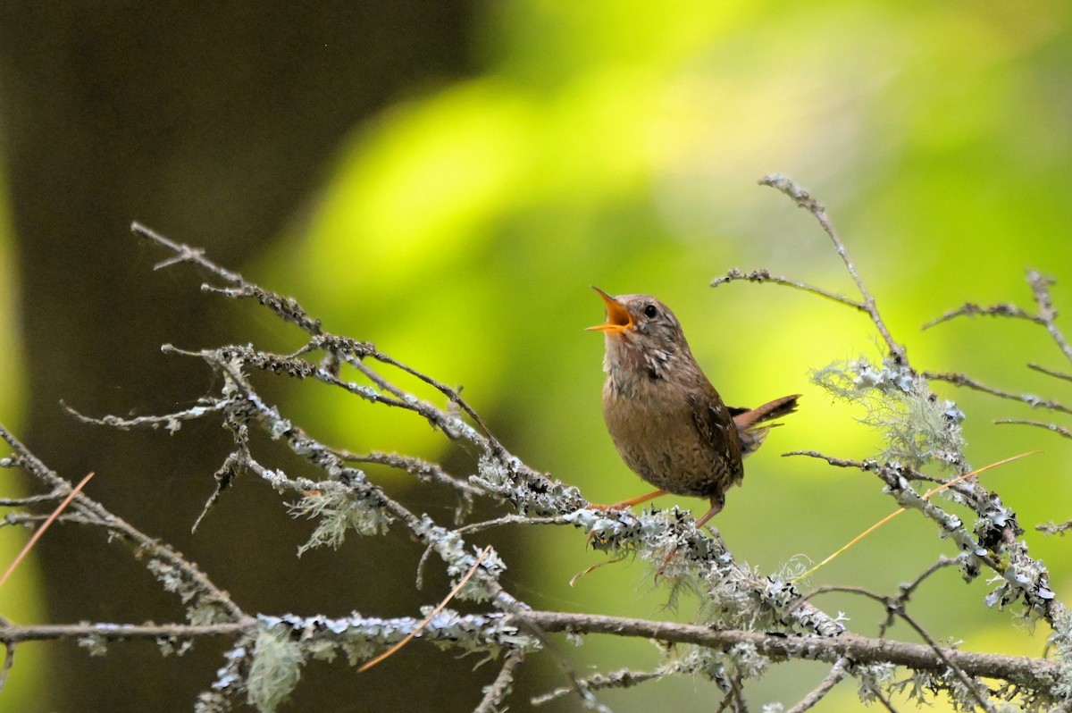 Winter Wren - ML638969157