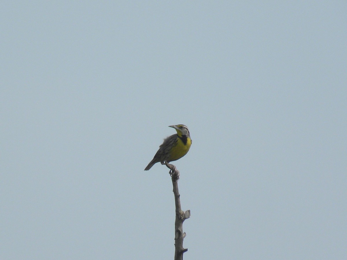 Eastern Meadowlark - ML638969158
