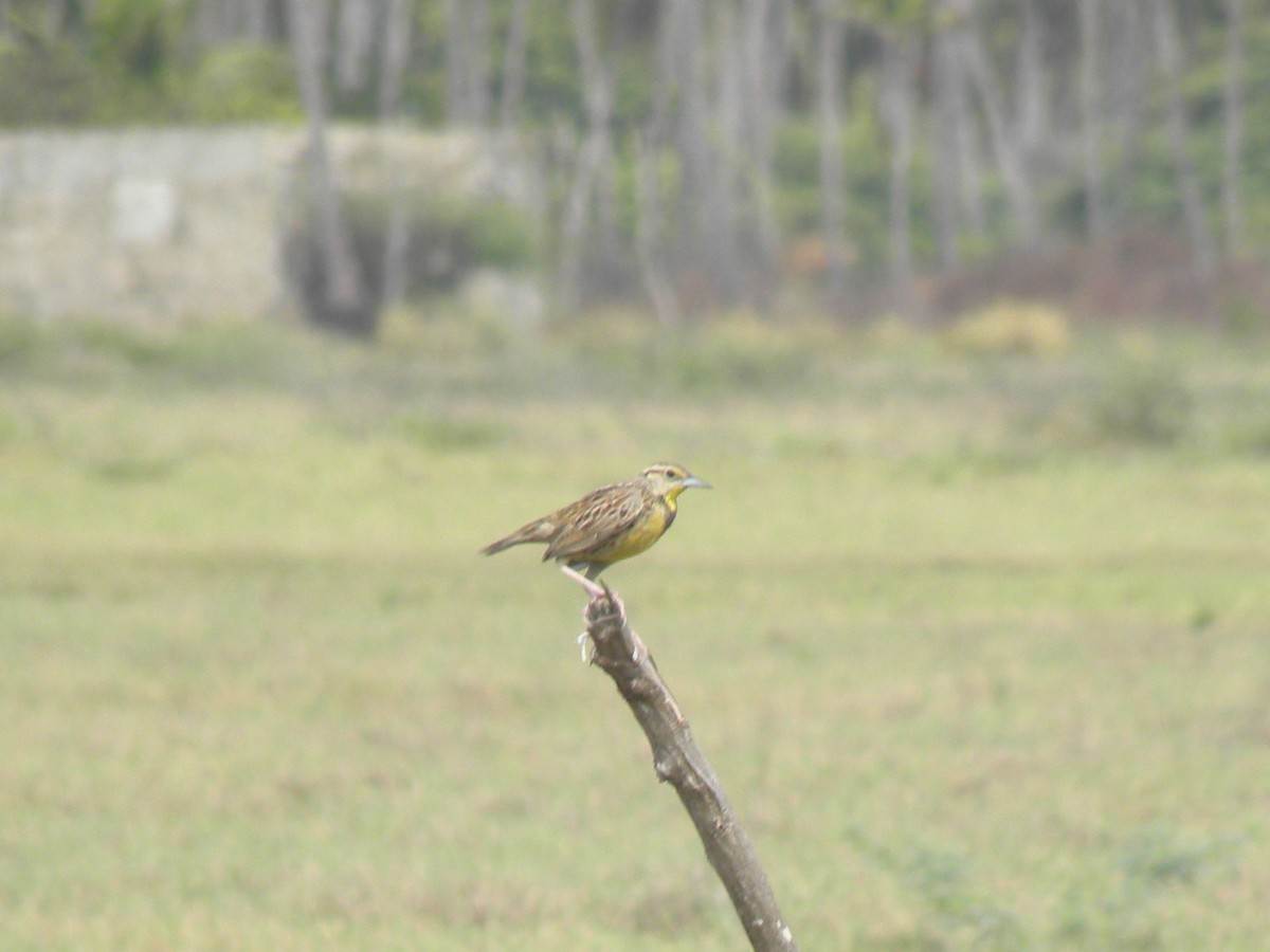 Eastern Meadowlark - ML638969159