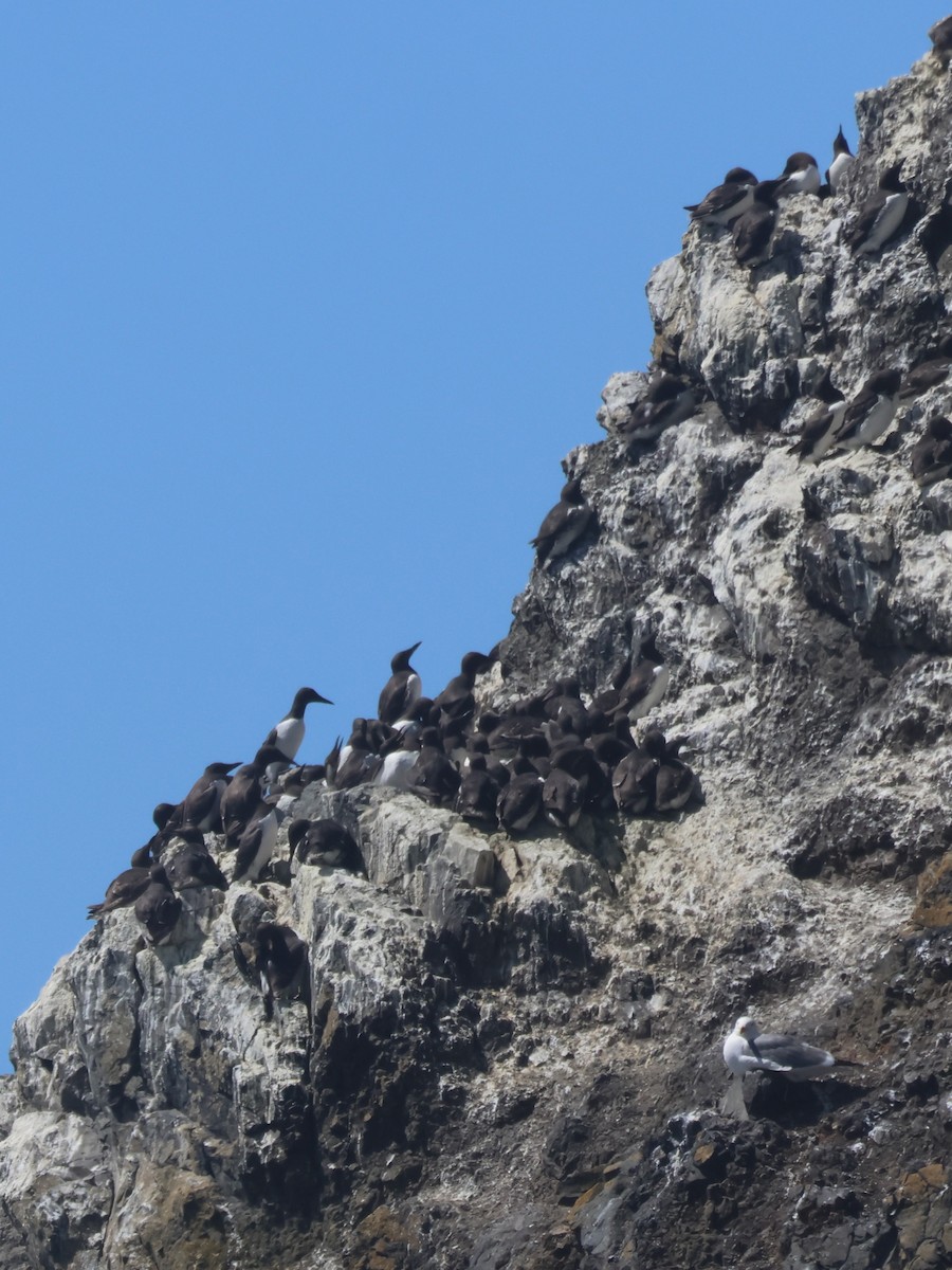 Common Murre - ML638969160