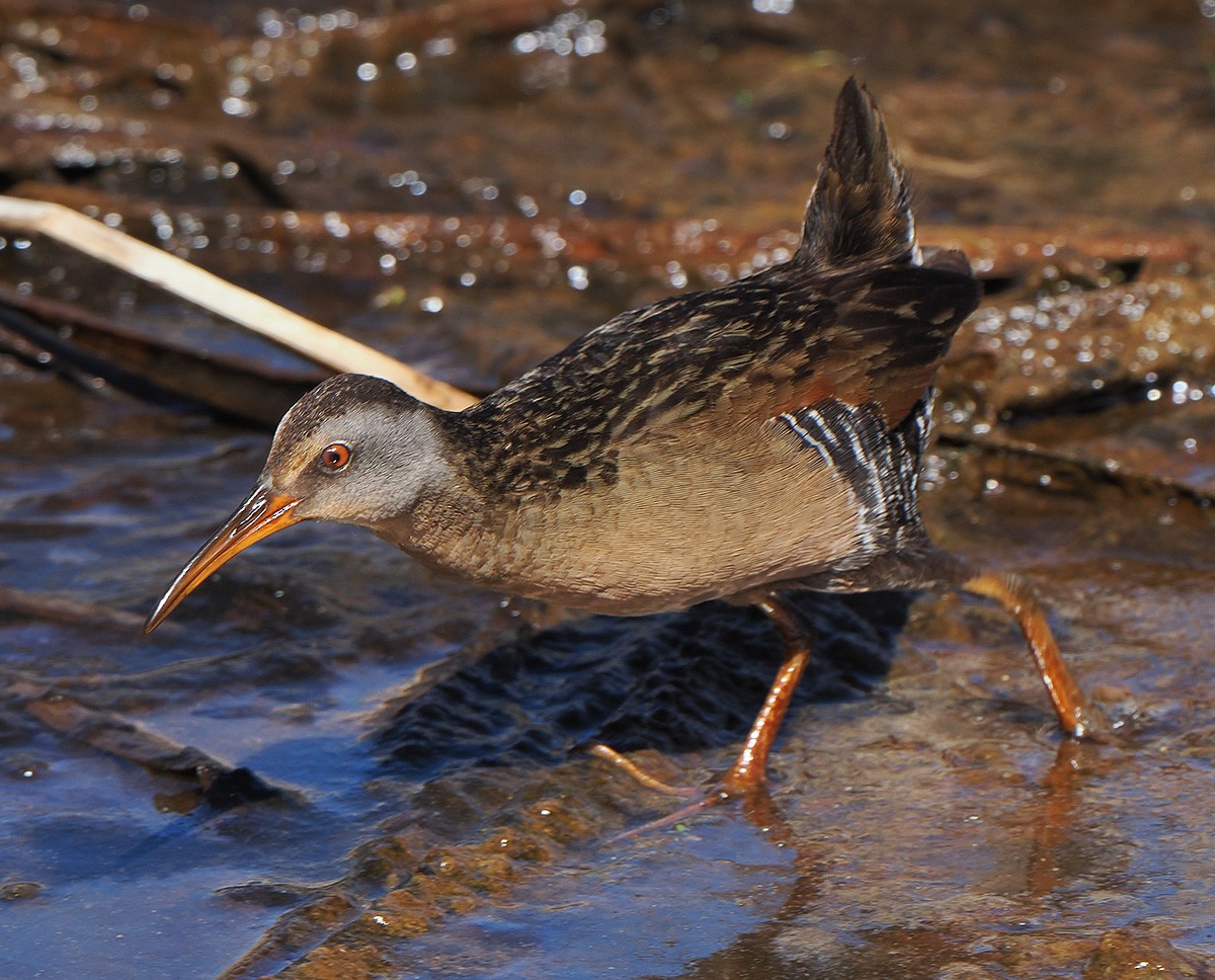 Virginia Rail - ML638969161