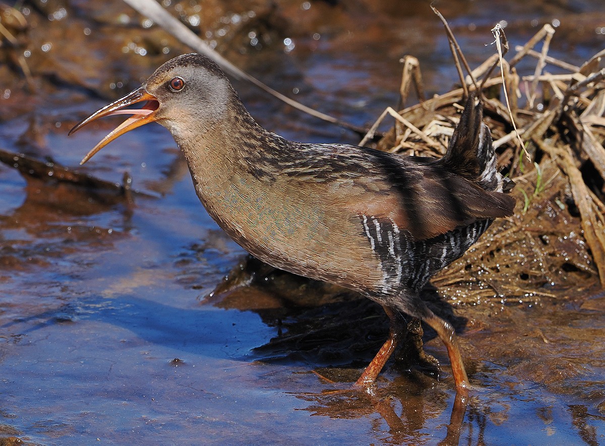Virginia Rail - ML638969164