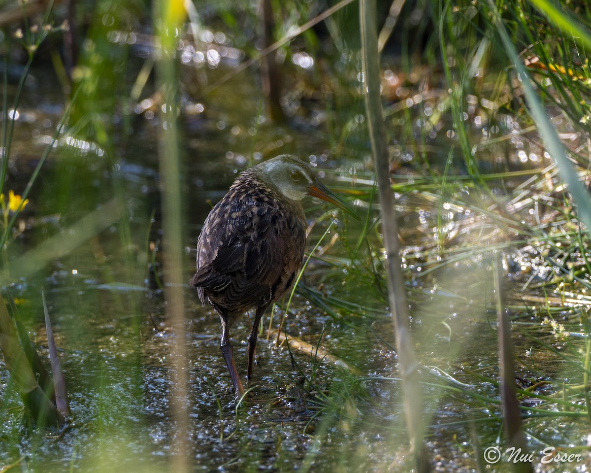 Virginia Rail - ML638969165