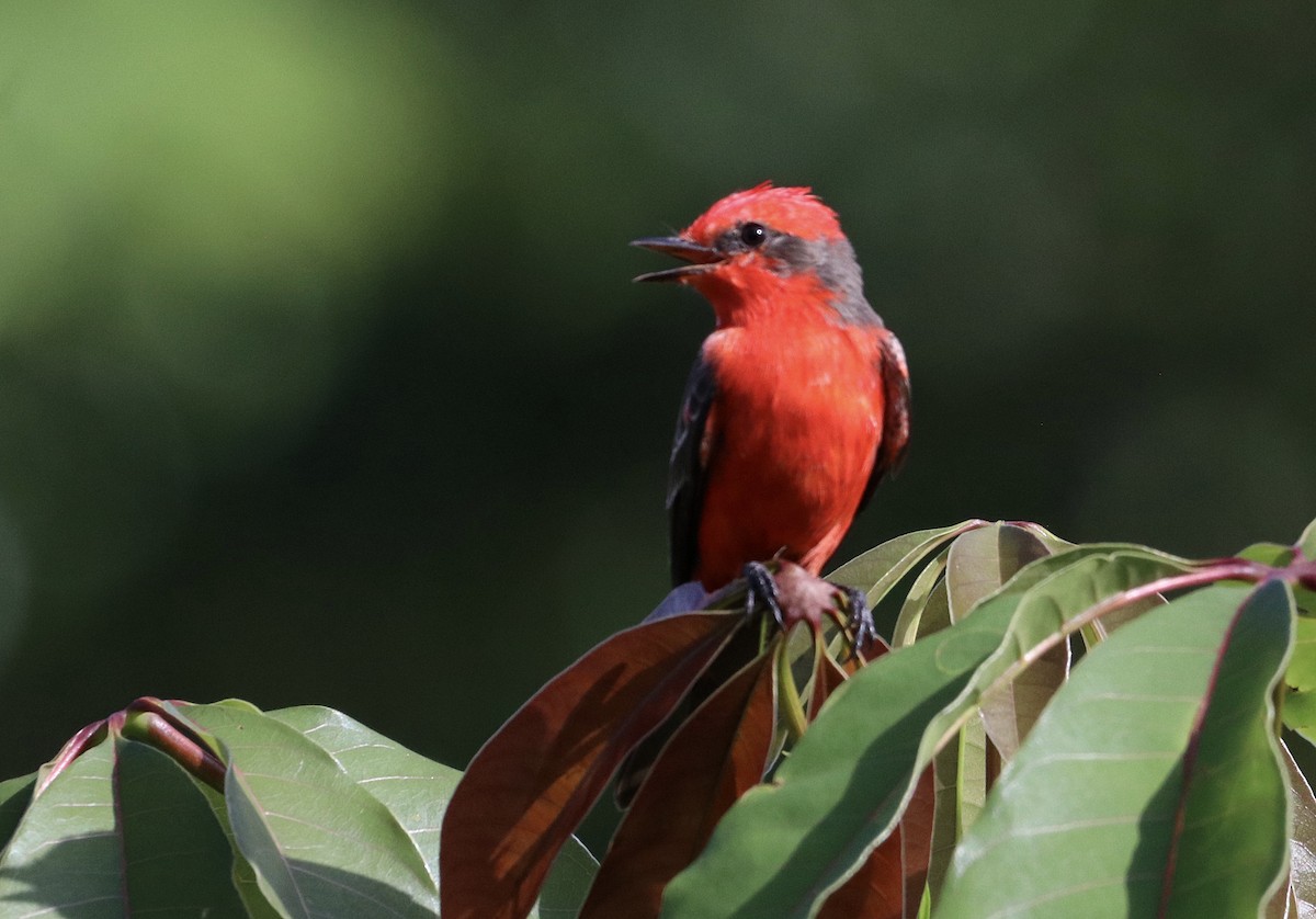 Vermilion Flycatcher (Austral) - ML638969208