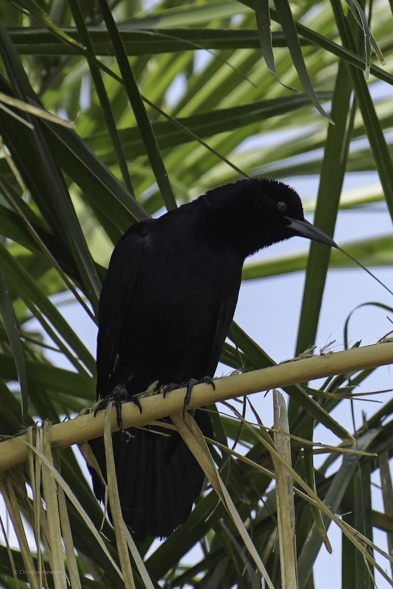Boat-tailed Grackle - ML638969231